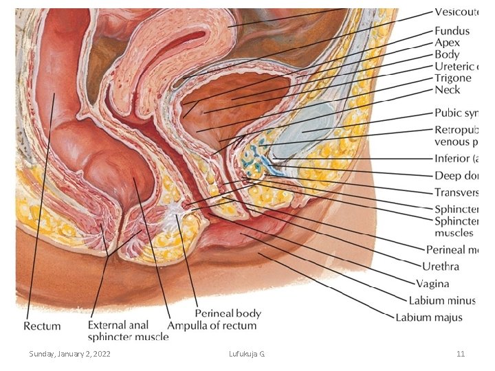 Sunday, January 2, 2022 Lufukuja G. 11 