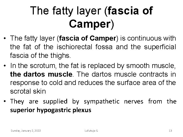 The fatty layer (fascia of Camper) • The fatty layer (fascia of Camper) is