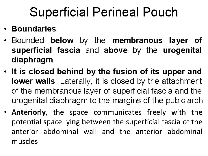 Superficial Perineal Pouch • Boundaries • Bounded below by the membranous layer of superficial