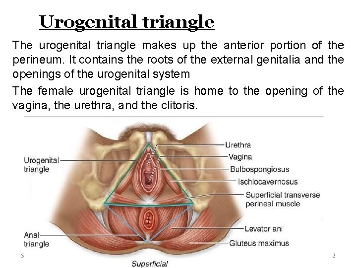 Urogenital triangle The urogenital triangle makes up the anterior portion of the perineum. It