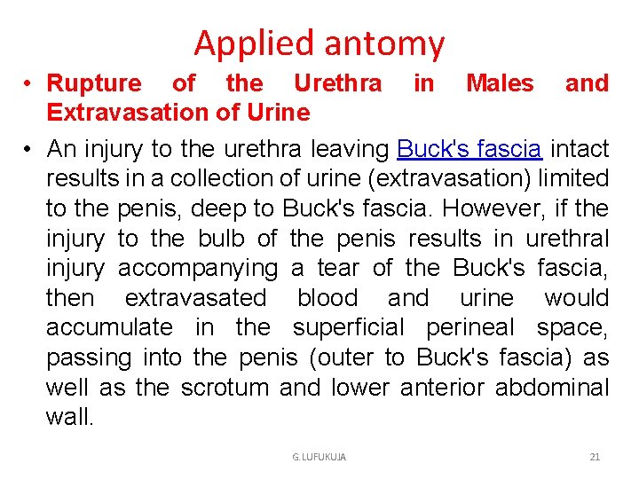 Applied antomy • Rupture of the Urethra in Males and Extravasation of Urine •