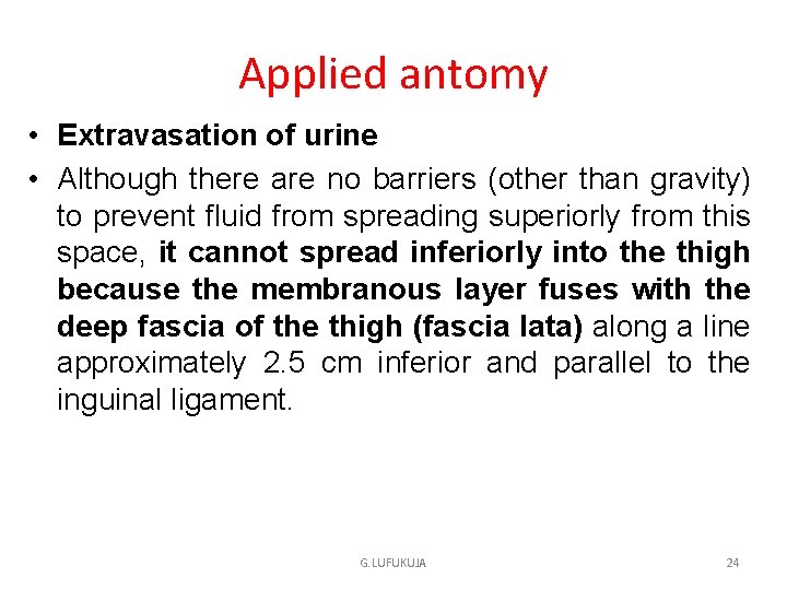 Applied antomy • Extravasation of urine • Although there are no barriers (other than