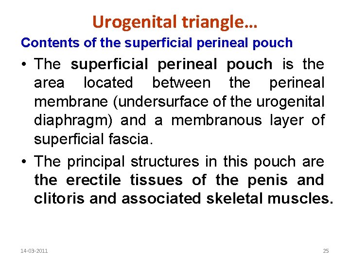 Urogenital triangle… Contents of the superficial perineal pouch • The superficial perineal pouch is