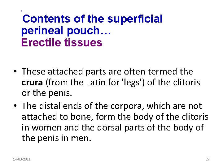 . Contents of the superficial perineal pouch… Erectile tissues • These attached parts are