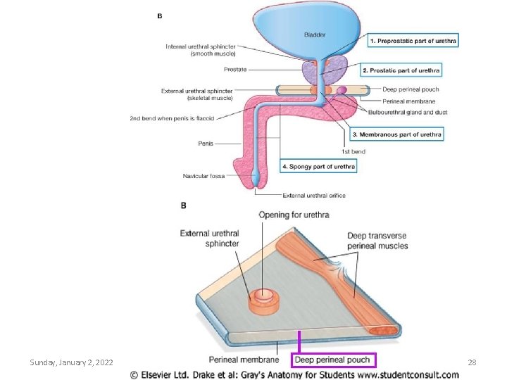 Sunday, January 2, 2022 Lufukuja G. 28 
