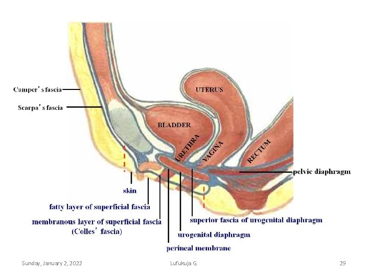 Sunday, January 2, 2022 Lufukuja G. 29 