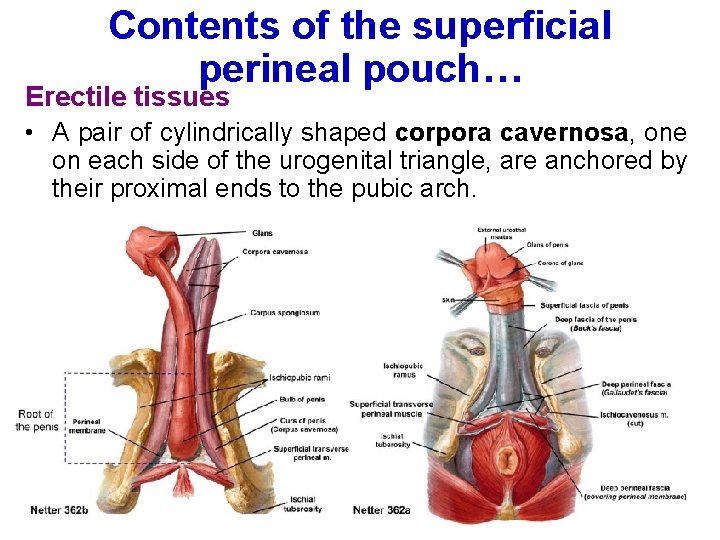 Contents of the superficial perineal pouch… Erectile tissues • A pair of cylindrically shaped
