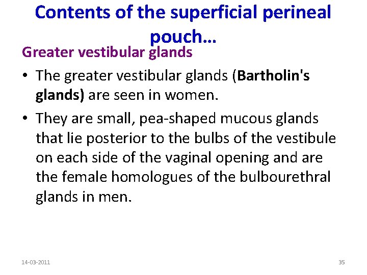 Contents of the superficial perineal pouch… Greater vestibular glands • The greater vestibular glands