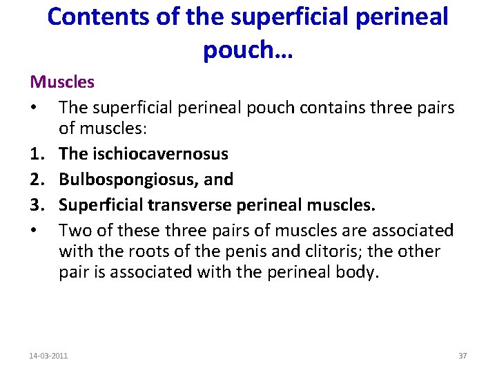 Contents of the superficial perineal pouch… Muscles • The superficial perineal pouch contains three