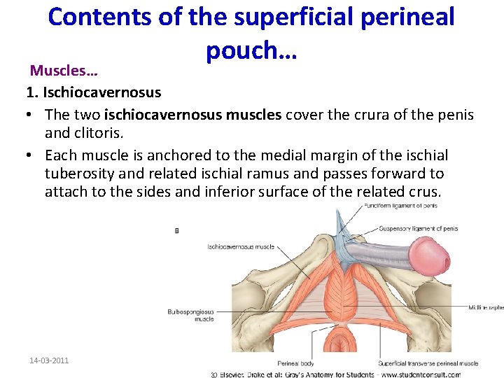Contents of the superficial perineal pouch… Muscles… 1. Ischiocavernosus • The two ischiocavernosus muscles