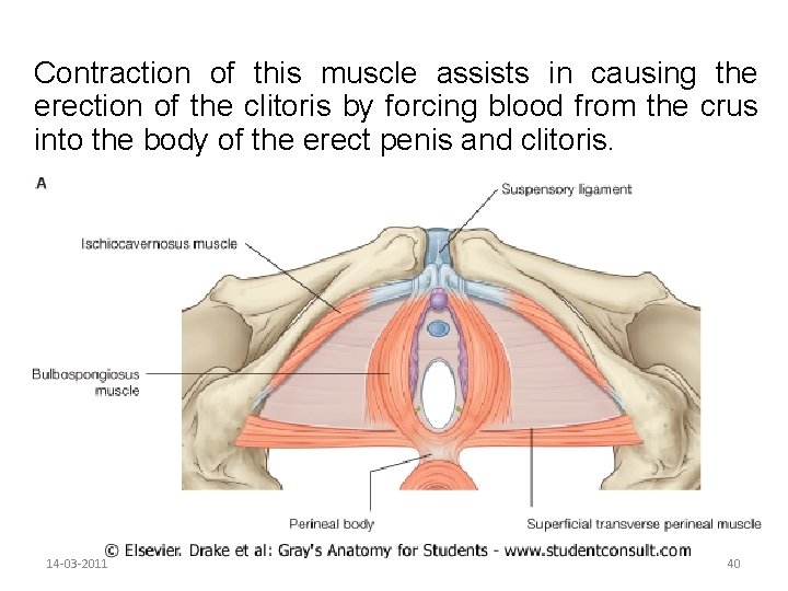 Contraction of this muscle assists in causing the erection of the clitoris by forcing