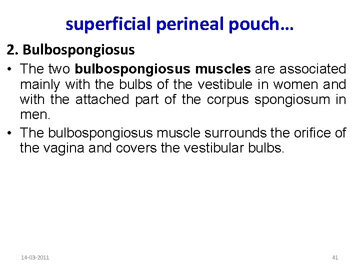 superficial perineal pouch… 2. Bulbospongiosus • The two bulbospongiosus muscles are associated mainly with