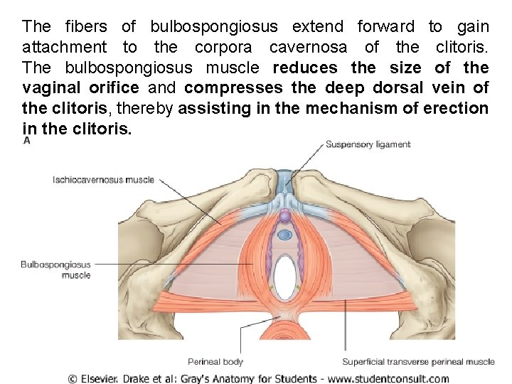 The fibers of bulbospongiosus extend forward to gain attachment to the corpora cavernosa of