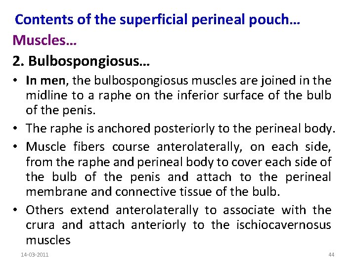 Contents of the superficial perineal pouch… Muscles… 2. Bulbospongiosus… • In men, the bulbospongiosus