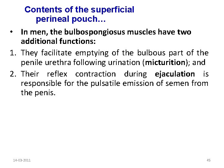 Contents of the superficial perineal pouch… • In men, the bulbospongiosus muscles have two