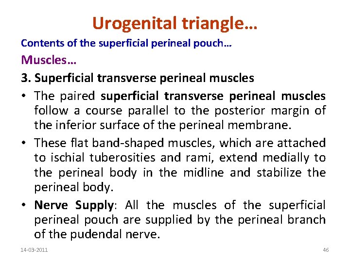 Urogenital triangle… Contents of the superficial perineal pouch… Muscles… 3. Superficial transverse perineal muscles