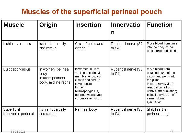 Muscles of the superficial perineal pouch Muscle Origin Insertion Innervatio n Function Ischiocavernosus Ischial