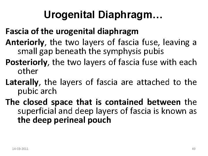 Urogenital Diaphragm… Fascia of the urogenital diaphragm Anteriorly, the two layers of fascia fuse,