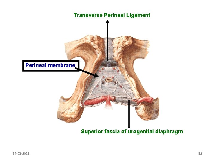 Transverse Perineal Ligament Perineal membrane Superior fascia of urogenital diaphragm 14 -03 -2011 52