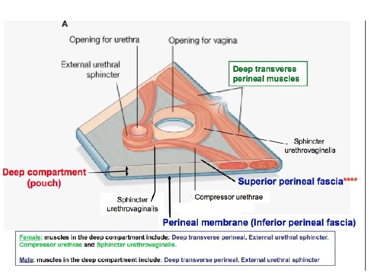 Sunday, January 2, 2022 Lufukuja G. 54 