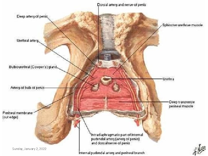Sunday, January 2, 2022 Lufukuja G. 56 