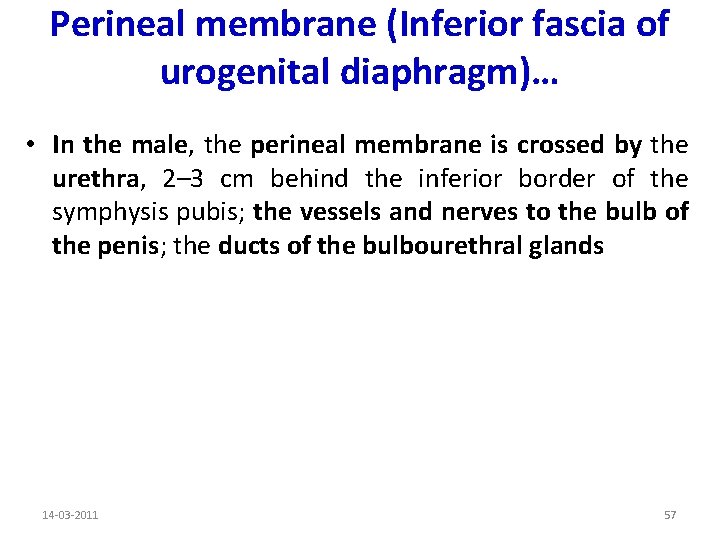 Perineal membrane (Inferior fascia of urogenital diaphragm)… • In the male, the perineal membrane