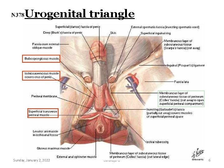 Urogenital triangle Sunday, January 2, 2022 Lufukuja G. 6 