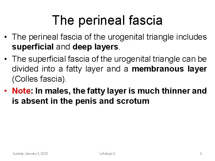The perineal fascia • The perineal fascia of the urogenital triangle includes superficial and