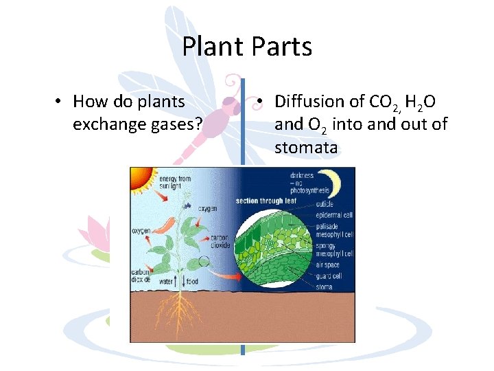 Plant Parts • How do plants exchange gases? • Diffusion of CO 2, H