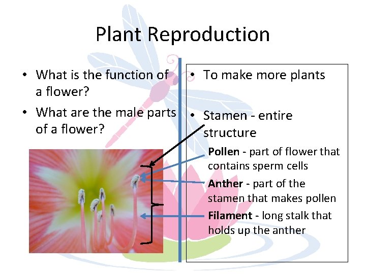 Plant Reproduction • What is the function of • To make more plants a