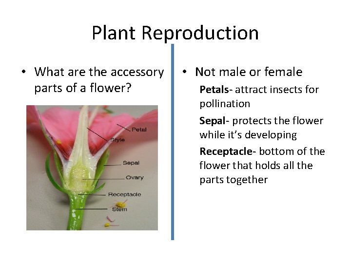 Plant Reproduction • What are the accessory parts of a flower? • Not male