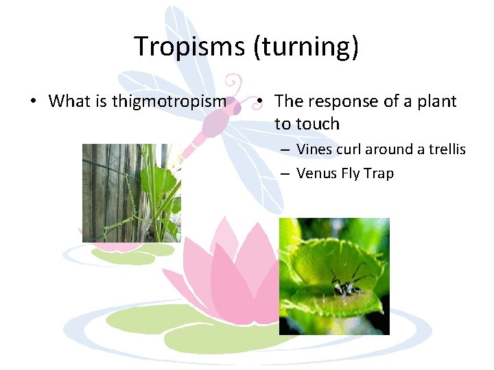 Tropisms (turning) • What is thigmotropism • The response of a plant to touch