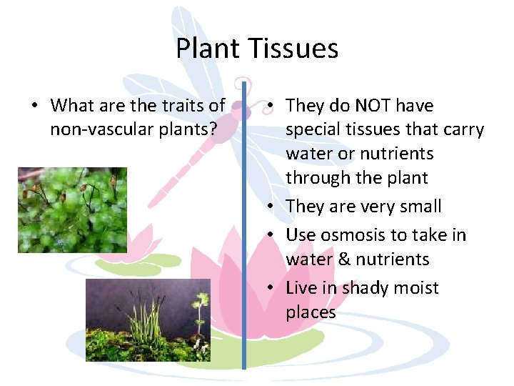Plant Tissues • What are the traits of non-vascular plants? • They do NOT