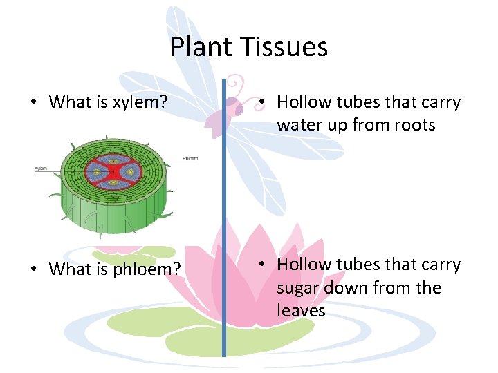 Plant Tissues • What is xylem? • Hollow tubes that carry water up from