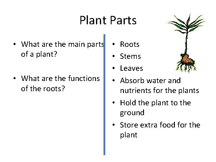 Plant Parts • What are the main parts • Roots of a plant? •