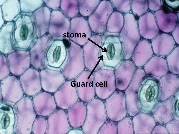 stoma Guard cell 