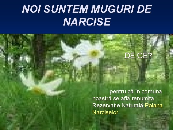 NOI SUNTEM MUGURI DE NARCISE DE CE? pentru că în comuna noastră se află