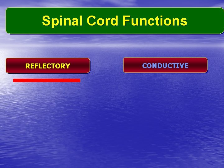 Spinal Cord Functions REFLECTORY CONDUCTIVE 