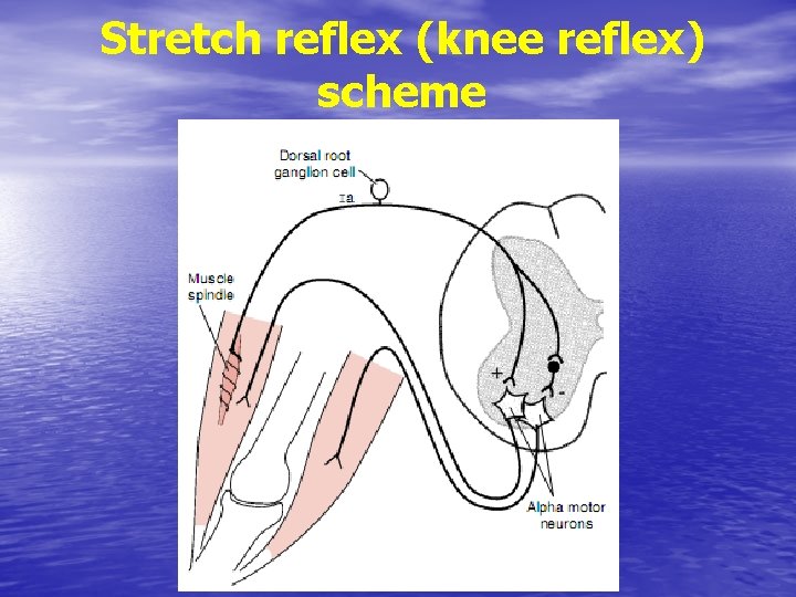 Stretch reflex (knee reflex) scheme 