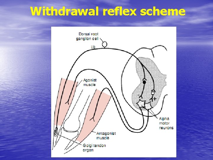 Withdrawal reflex scheme 