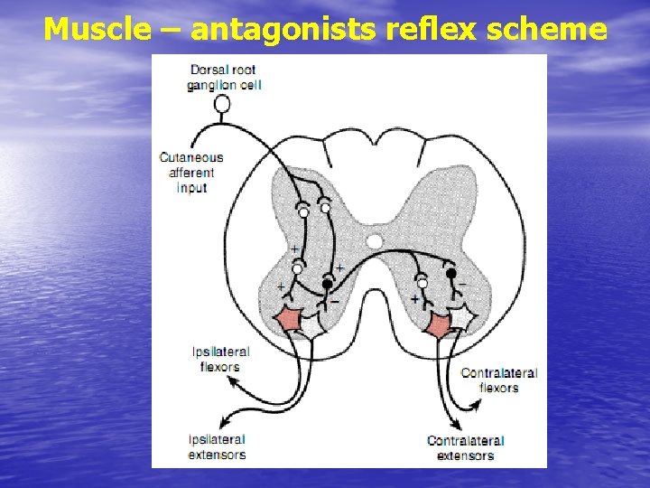 Muscle – antagonists reflex scheme 