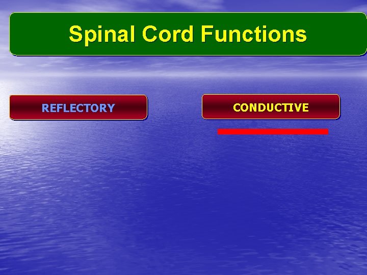 Spinal Cord Functions REFLECTORY CONDUCTIVE 