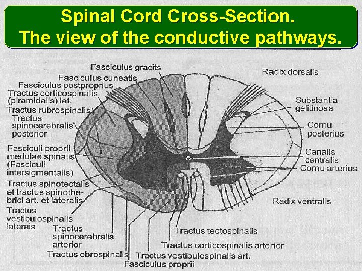 Spinal Cord Cross-Section. The view of the conductive pathways. 