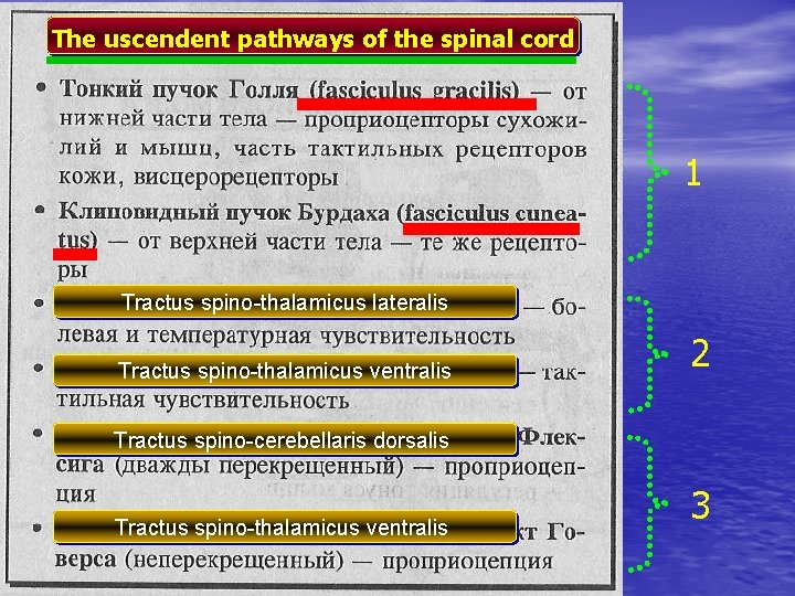 The uscendent pathways of the spinal cord 1 Tractus spino-thalamicus lateralis Tractus spino-thalamicus ventralis