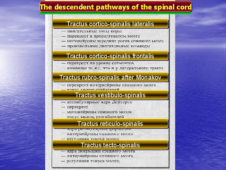 The descendent pathways of the spinal cord Tractus cortico-spinalis lateralis Tractus cortico-spinalis frontalis Tractus