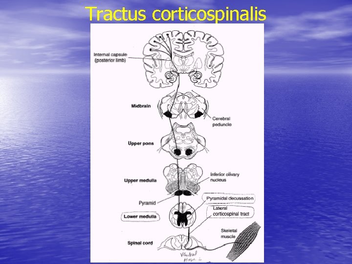 Tractus corticospinalis 