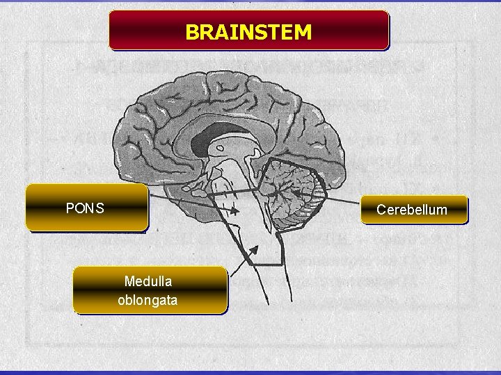 BRAINSTEM PONS Cerebellum Medulla oblongata 