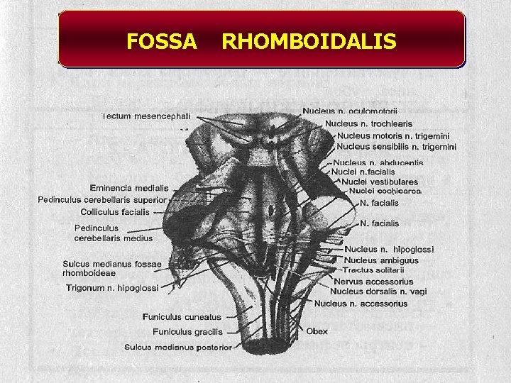 FOSSA RHOMBOIDALIS 