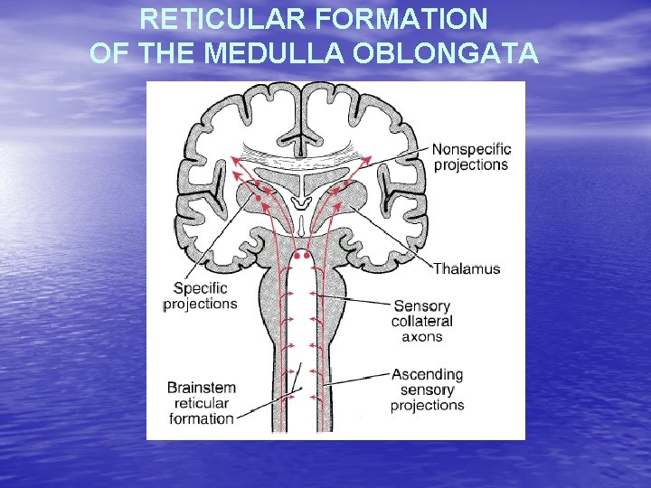 RETICULAR FORMATION OF THE MEDULLA OBLONGATA 