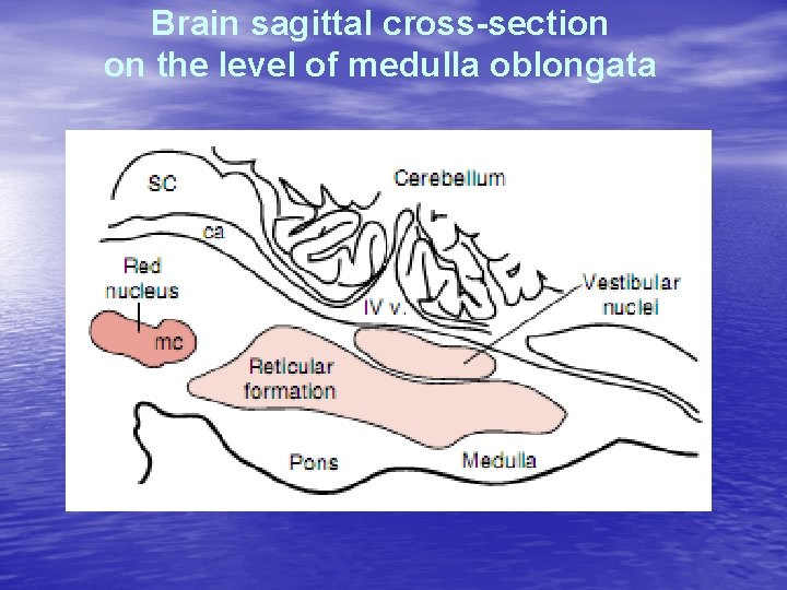 Brain sagittal cross-section on the level of medulla oblongata 